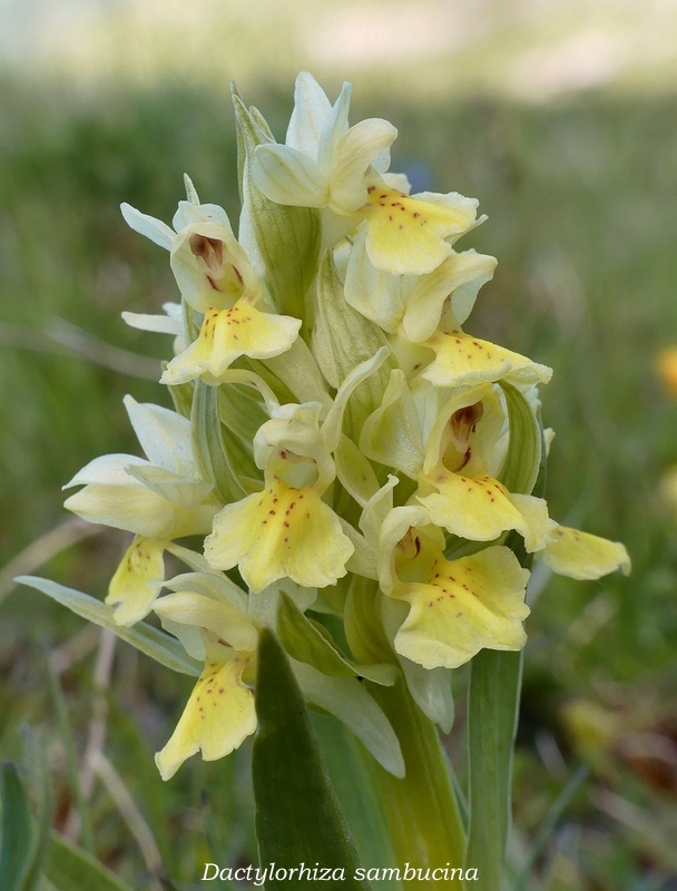 Monte Doro e Cima della Laghetta, le orchidee e i loro ambienti - luglio 2025.